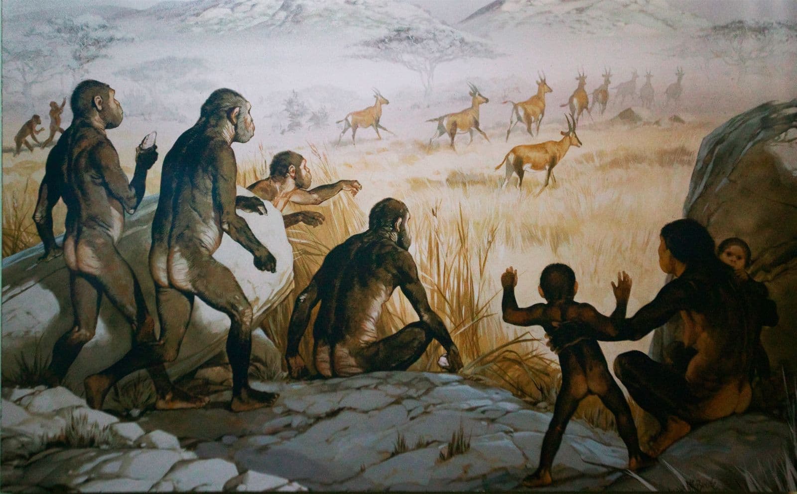 (Origines et ADN : L'Afrique avance) ߓߐߛߎ߲ ߣߌ߫ ߛߌߙߋ߲ߞߊ߲ߞߋߦߊ : ߝߘߊ߬ߝߌ߲߬ߠߊ߫ ߢߍߕߊ߮